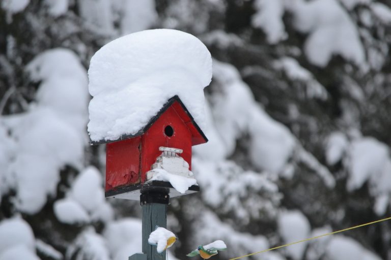 Cozy Winter Bird House Ideas for Your Garden